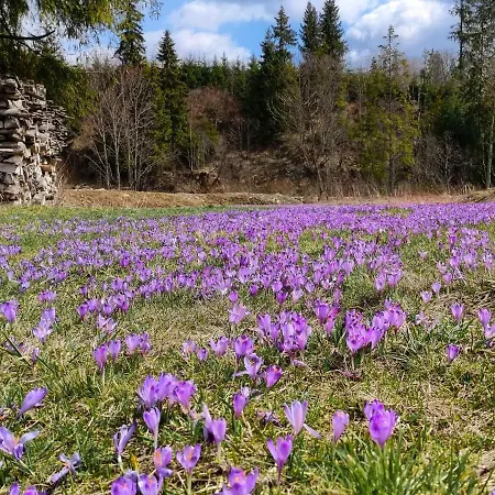 Owca Za Plotem * Witów