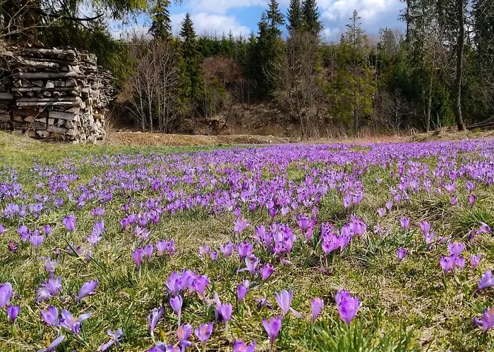Owca Za Plotem * Witów